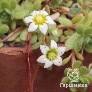 

Розулярия Альба очитковидная