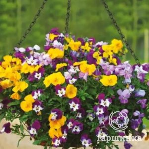 

Семена виолы виттрока Фрифолл смесь, 5 шт, Престиж