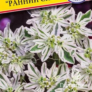 

молочая окаймл. Ранний снег (РС-1), 10 шт, Престиж