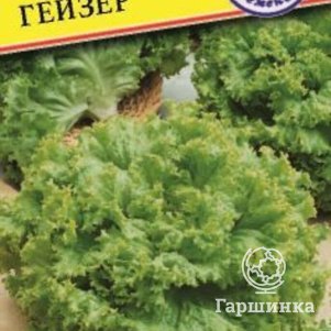 

Семена салата Гейзер (РС-1), 10 шт, Престиж