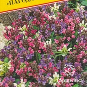 

Семена черноголовки крупноцветковой (РС-1), 0,1 гр, Престиж