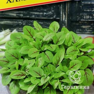 

Семена щавеля Хамелеон (РС-1), 0,1 гр, Престиж