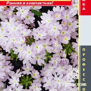 

Семена Вербена гибридная F1 (серия Quartz XP) Кварц Серебро 5 шт Плазменные семена