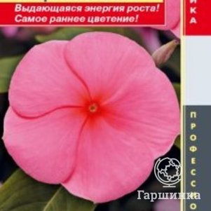 

Семена Катарантус розовый (Барвинок) Пацифик Панч 8 шт Плазменные семена