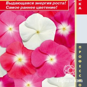 

Семена Катарантус розовый (Барвинок) Пацифик Хэйло Микс 8 шт Плазменные семена