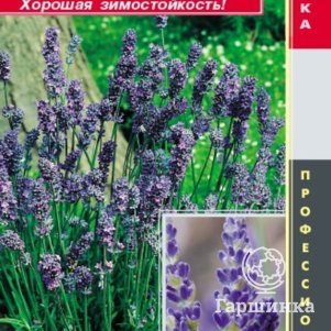 

Семена Лаванда узколистная Манстэд 20 шт Плазменные семена