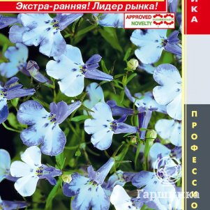 Семена  Лобелия кустовая (серия Riviera) Ривьера Блю Сплэш  8 шт Плазменные семена