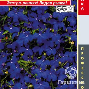 Семена  Лобелия кустовая (серия Riviera) Ривьера Миднайт Блю  8 шт Плазменные семена