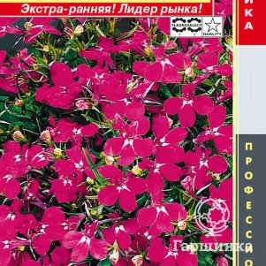 Семена  Лобелия кустовая (серия Riviera) Ривьера Роуз  8 шт Плазменные семена