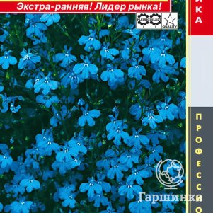 Семена  Лобелия кустовая (серия Riviera) Ривьера Скай Блю  8 шт Плазменные семена