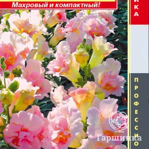 

Семена Львиный зев F1 (серия Twinny™) Яблоневый звон 10 шт Плазменные семена