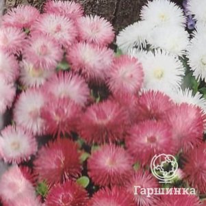 

Семена Маргаритка F1 (серия Habanera) Хабанера Микс 5 шт Плазменные семена