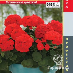 Семена  Пеларгония F1 зональная Мулен Руж  3 шт Плазменные семена