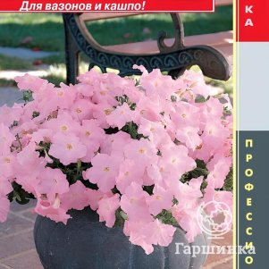 Семена  Петуния ампельная F1 (серия Easy Wave™) Шелл Пинк  5 шт Плазменные семена