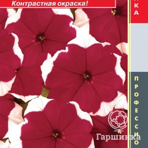 Семена  Петуния крупноцветковая F1 (Серия Dreams) Пикоти Ред  10 шт Плазменные семена