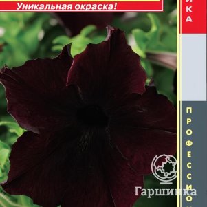Семена  Петуния крупноцветковая F1 (серия Sophistica®) Блэкберри  5 шт Плазменные семена