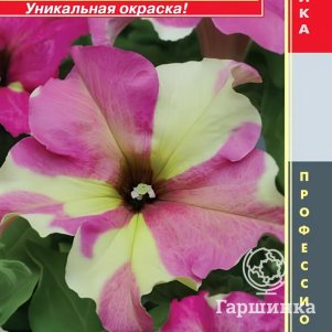 Семена  Петуния крупноцветковая F1 (серия Sophistica®) Лайм Биколор  5 шт Плазменные семена