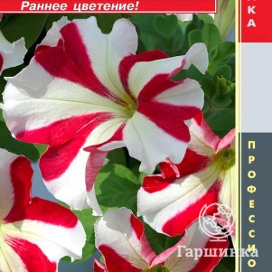 Семена  Петуния крупноцветковая F1 (серия Tango) Танго Ред Стар  10 шт Плазменные семена