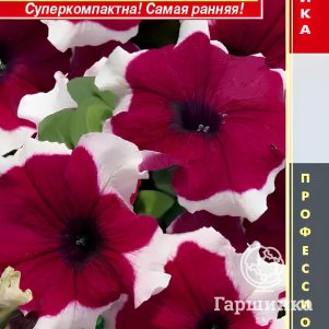 Семена  Петуния крупноцветковая F1 Лимбо Бургунди Пикоти (серия Limbo)  10 шт Плазменные семе