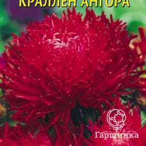 

Семена Астра краллен Ангора 0,3 гр Плазменные семена