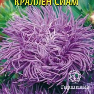 

Семена Астра Краллен Сиам 0,3 гр Плазменные семена