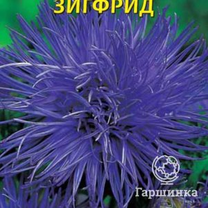 

Семена Астра Харц Зигфрид 0,3 гр Плазменные семена