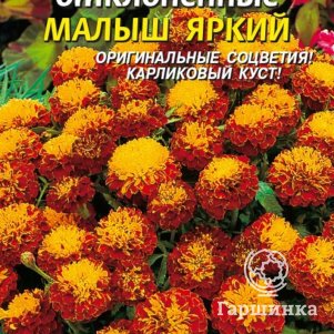 

Семена Бархатцы отклоненные Малыш Яркий 30 шт Плазменные семена