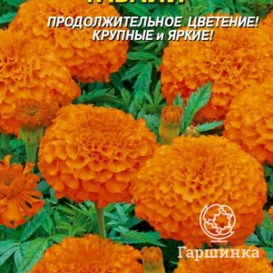 Семена  Бархатцы прямостоячие Гавайи  45 шт Плазменные семена