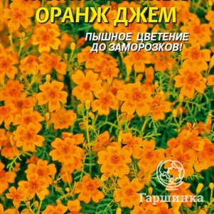 Семена  Бархатцы тонколистные Оранж джем  50 шт Плазменные семена
