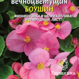 

Семена Бегония вечноцветущая F1 Боушин 10 шт Плазменные семена