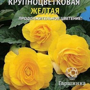 

Семена Бегония клубневая крупноцветковая Желтая 5 шт Плазменные семена