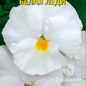 Семена  Виола Белая леди  0,1 гр Плазменные семена