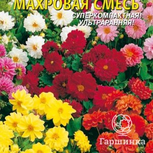 Семена  Георгина Бамбино махровая смесь  12 шт Плазменные семена