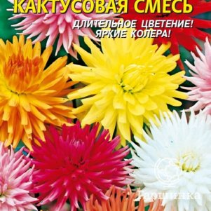

Семена Георгина Кактусовая 12 шт Плазменные семена