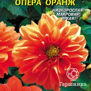 

Семена Георгина Опера Оранж 10 шт Плазменные семена