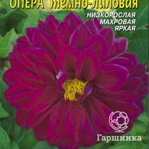 

Семена Георгина Опера Тёмно-лиловый 10 шт Плазменные семена
