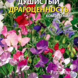 

Семена Горошек душистый Драгоценность 12 шт Плазменные семена