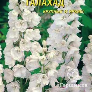 Семена  Дельфиниум Галахад  0,05 гр Плазменные семена