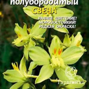 

Семена Дельфиниум полубородатый Свеча 7 шт Плазменные семена