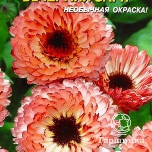 Семена  Календула Вечерняя заря  0,2 гр Плазменные семена