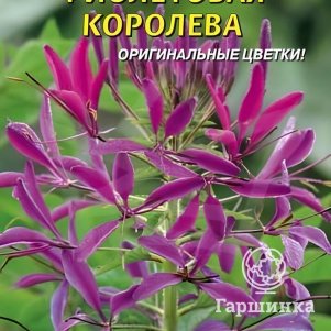 Семена  Клеома Фиолетовая Королева  0,2 гр Плазменные семена