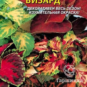 Семена  Колеус Визард  10 шт Плазменные семена