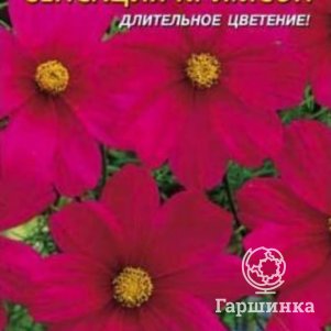 

Семена Космея Сенсация Кримсон 0,3 гр Плазменные семена