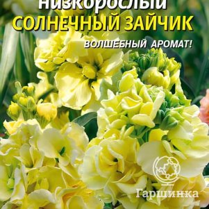 Семена  Левкой низкорослый Солнечный зайчик  0,1 гр Плазменные семена