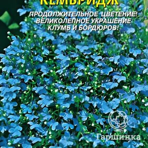Семена  Лобелия Кембридж  0,03 гр Плазменные семена