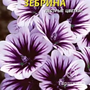 

Семена Мальва Зебрина 10 шт Плазменные семена