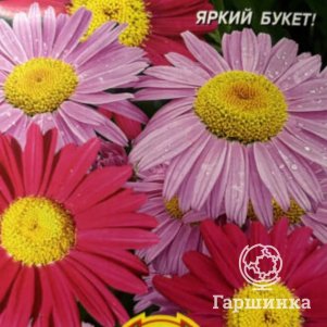 

Семена Пиретрум Гиганты Робинсона 0,2 гр Плазменные семена