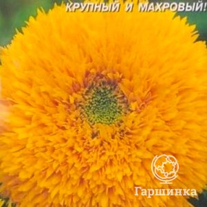 

Семена Подсолнечник Золотое солнце 10 шт Плазменные семена