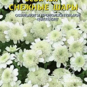 Семена Хризантема девичья Снежные шары 005 гр Плазменные семена 49₽