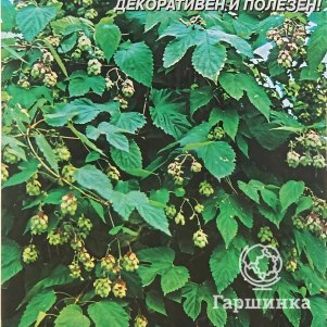 

Семена Хмель лазающий 4шт